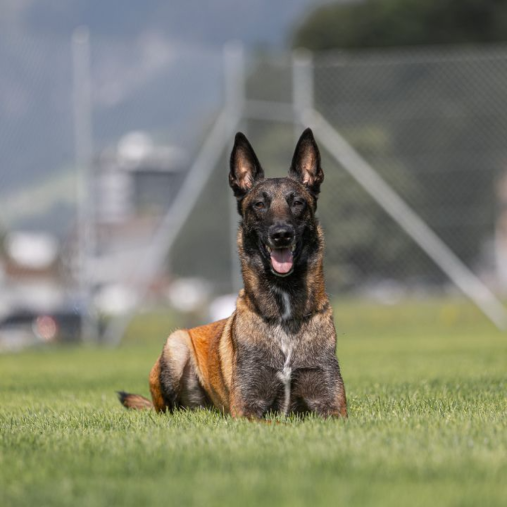 Sachseln OW: Diensthund "Tyson" kann Dieb auf der Flucht stellen