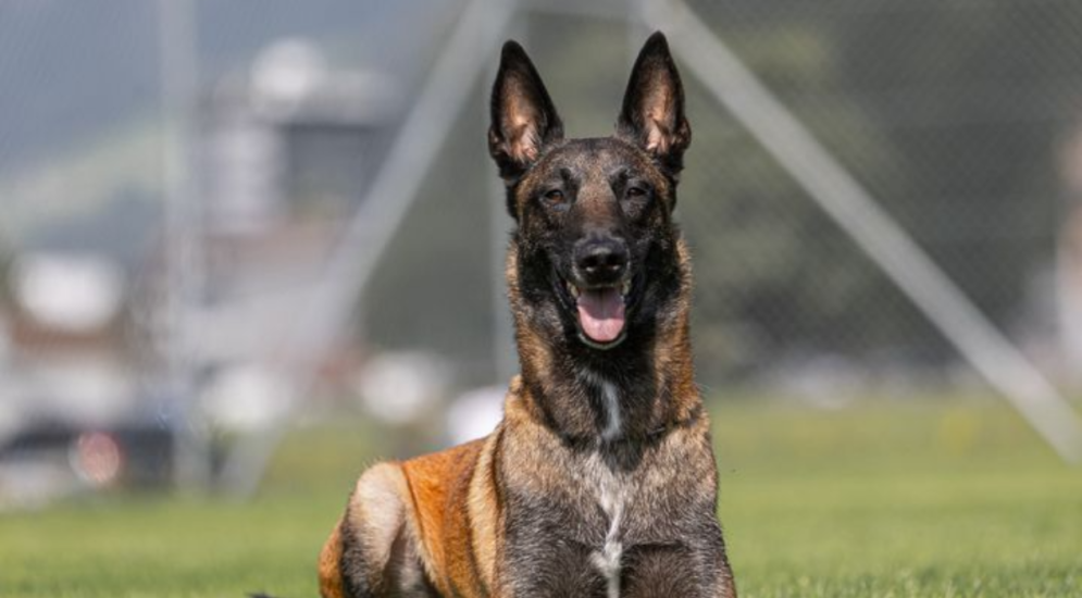 Sachseln OW: Diensthund "Tyson" kann Dieb auf der Flucht stellen