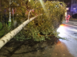 Zürich: Baum bei Unwetter umgestürzt