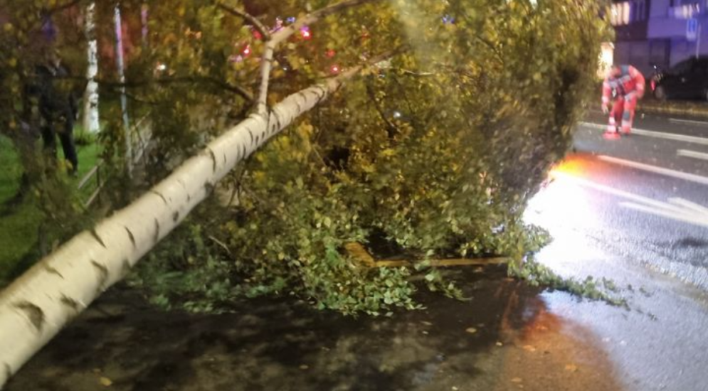 Zürich: Baum bei Unwetter umgestürzt