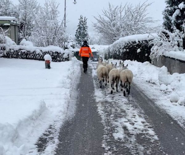 Affeltrangen TG: Schafe auf Erkundungstour - Polizei wird zum Schäfer