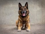 Pratteln BL: Diensthund «Gio» stellt 16-jährigen Einbrecher