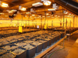 Seedorf UR: Hanf-Plantage und 100 Kilogramm Marihuana entdeckt