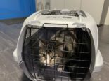 Chur GR: Katze hinter schwerem Tresorschrank eingeklemmt