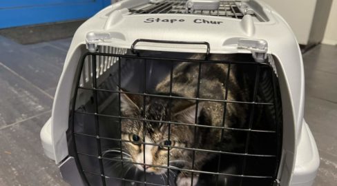 Chur GR: Katze hinter schwerem Tresorschrank eingeklemmt