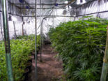Interlaken BE: 4’900 Hanfpflanzen sowie rund 1,8 kg konsumfertiges Marihuana aufgefunden