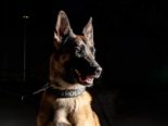 Portraitfoto Polizeihund vor dunkelm Hintergrund