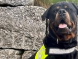 Zürich: Diensthund Faro spürt Drogen auf