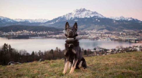 Meierskappel LU: Diensthund Norak spürt Diebe auf