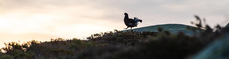 G-schenen-UR-7200-Sirenen-heulen-Testalarm-am-4-2-2026